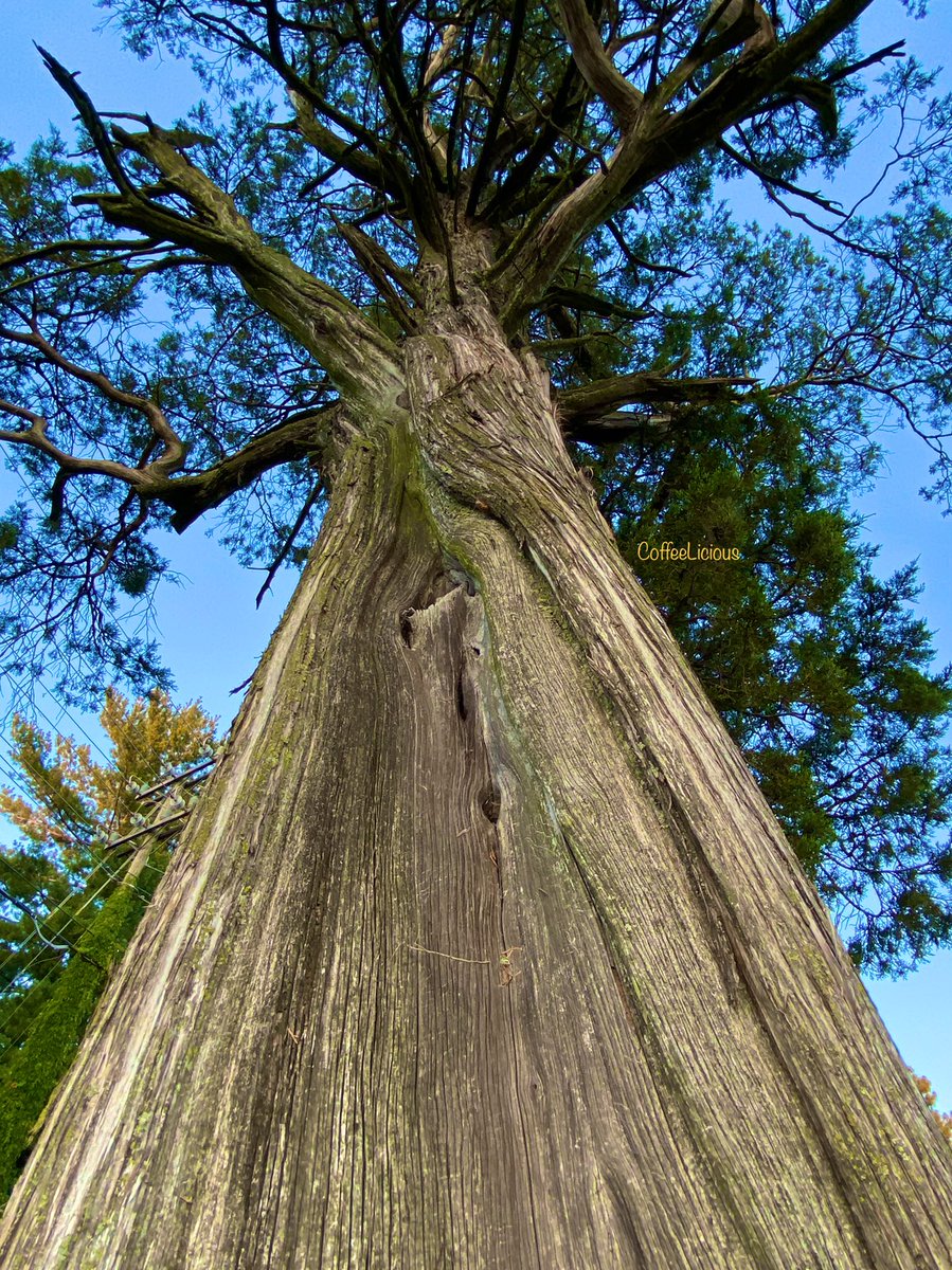 LiciousCoffee's tweet photo. π Loss for words to describe this tree. But I β€οΈ it . . .πππ³πΏ
#nature #naturelovers #NatureBeauty #NaturalBeauty #NaturePhotography #NaturePhotographer #photographylovers #Summer #Nature_Walk #tree #PhotographyIsArt #trees https://t.co/Svs3QC4ZcP