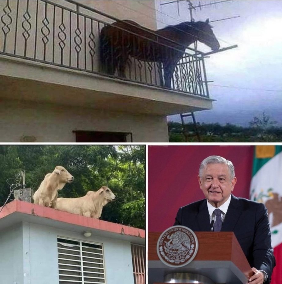 ryo_hermoso's tweet photo. Hay veces no te explicas ¿como fue este que animal llego ahí. 🥳 😝🤣🤣🤣🤣🤣🤣🤣🤣👇🤣🤣🤣🤣 https://t.co/RwAv1v88W3