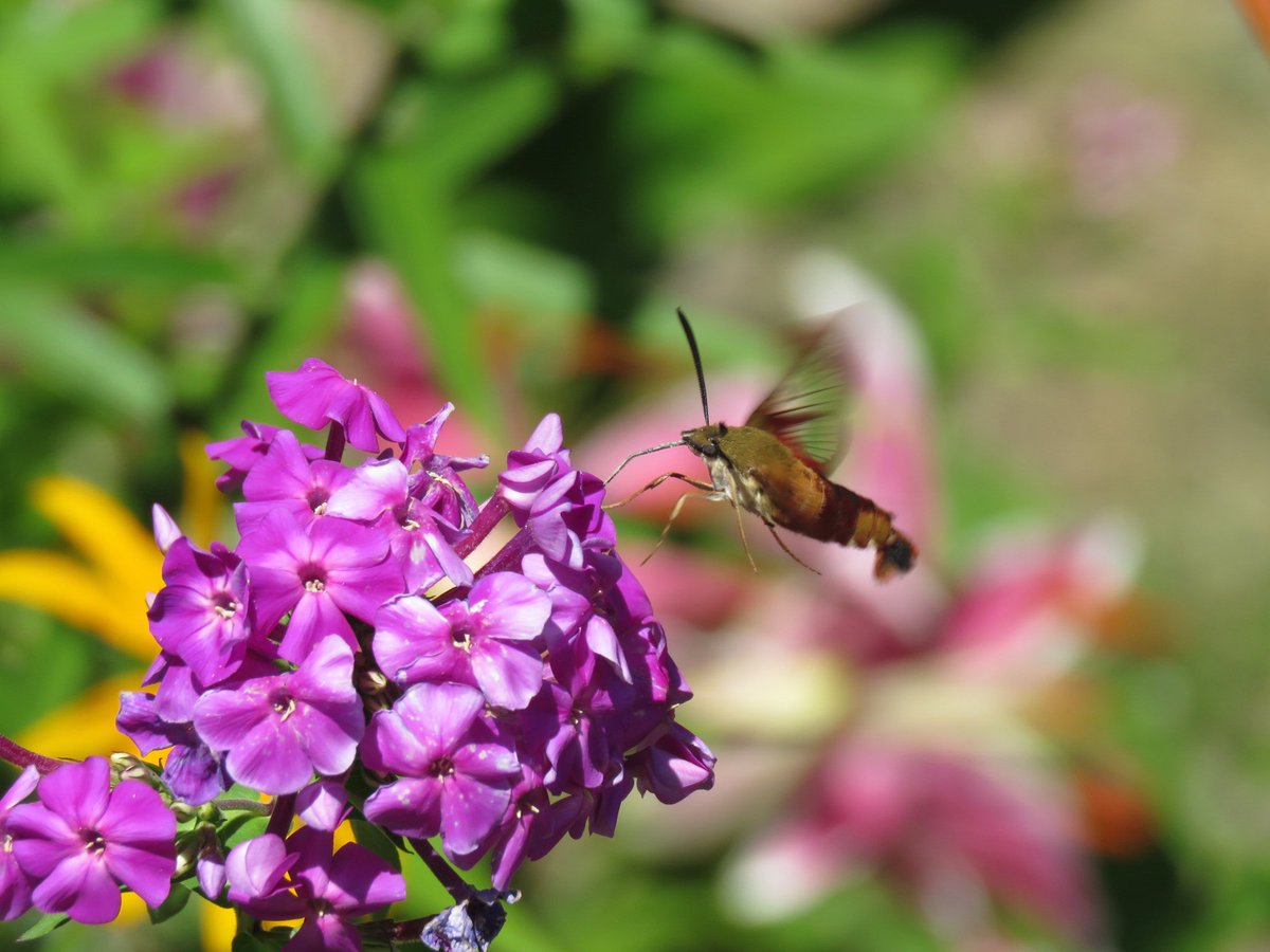 puttsandmutts's tweet photo. Just had a Hummingbird Moth appear in my garden, they are annual visitors here but it’s always a treat when they appear! #ClearwingMoth #HummingbirdMoth #TwitterNatureCommunity #Moths #Nature https://t.co/M2jxpo8Ddq