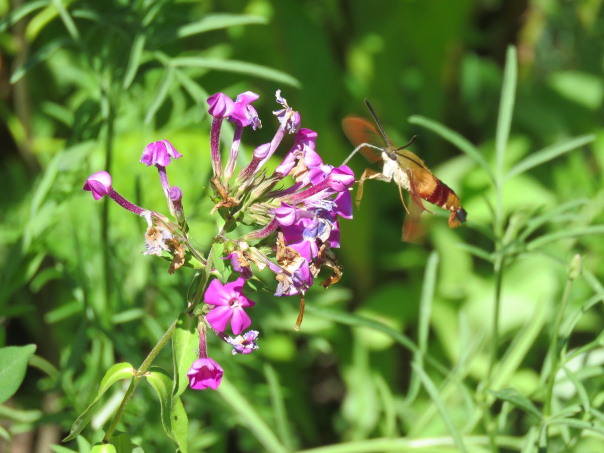puttsandmutts's tweet photo. Just had a Hummingbird Moth appear in my garden, they are annual visitors here but it’s always a treat when they appear! #ClearwingMoth #HummingbirdMoth #TwitterNatureCommunity #Moths #Nature https://t.co/M2jxpo8Ddq