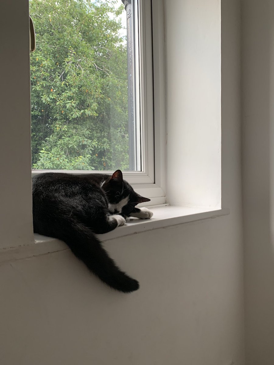 RachelJWillie's tweet photo. Peekaboo #TheRightCat https://t.co/hxA73Ktlxj