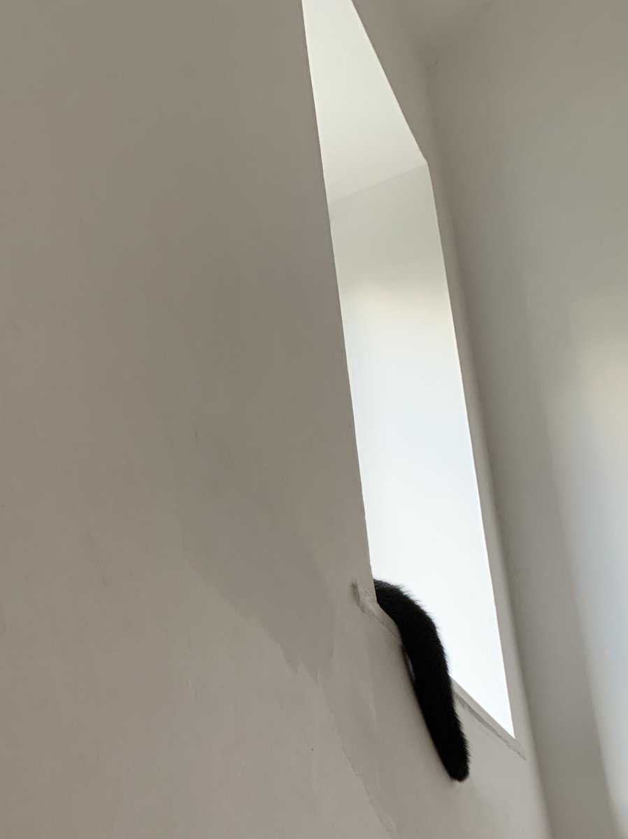 RachelJWillie's tweet photo. Peekaboo #TheRightCat https://t.co/hxA73Ktlxj