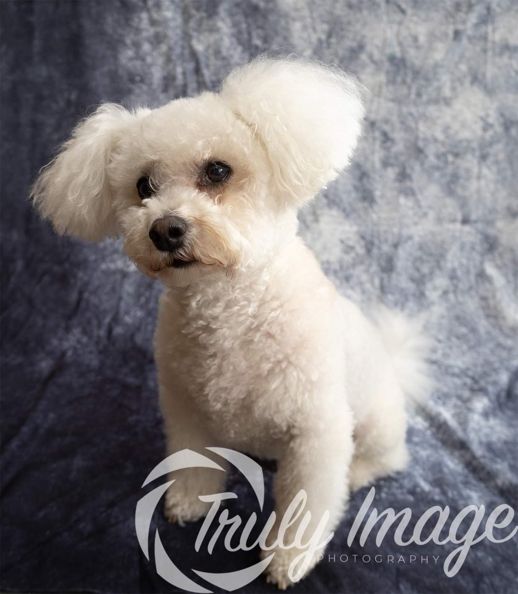 TrulyImage's tweet image. Here&apos;s Teddy a bichon frise 🐾