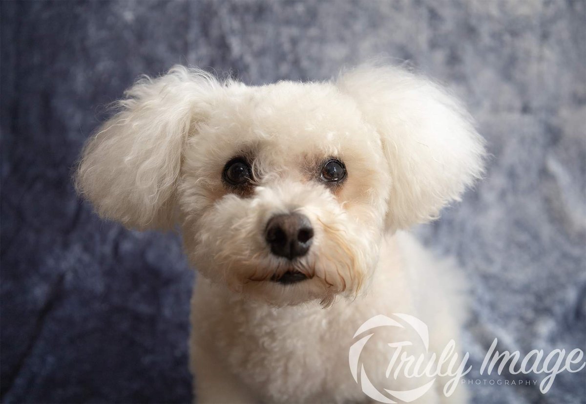 TrulyImage's tweet image. Here&apos;s Teddy a bichon frise 🐾