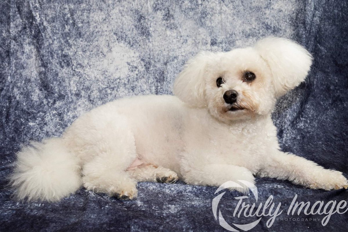 TrulyImage's tweet image. Here&apos;s Teddy a bichon frise 🐾
