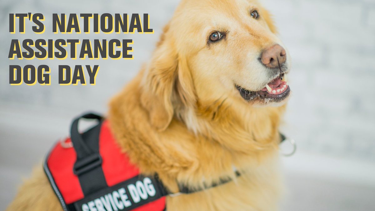 KrisersPets's tweet photo. We want to thank all of the good service/assistance dogs out there who help their parents live life to the fullest! #assistancedogday https://t.co/bdzaxNxvpU