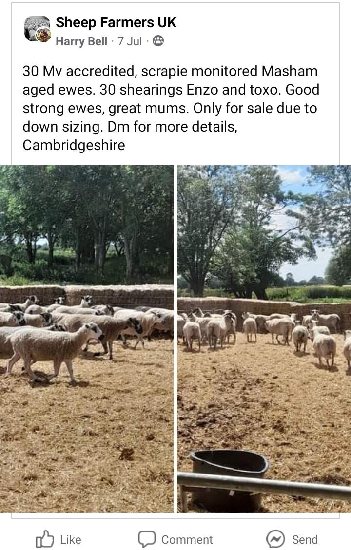 Mv accredited ewes and shearling for sale