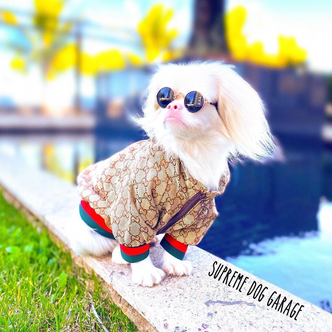 SDGShop's tweet photo. Do you like the style? ☀️🐶❤️@dogzeze

Follow @SDGShop 🥰

Get your dog jacket here 👉 https://t.co/ldJU3hTcrR

#dogjacket #dogjackets #sunnyday #doglove #gucci #guccidog #dogstyle #dogfashion #guccidogs #dogoutfit #supremedoggarage #dogsoftwitter #summerdog #summerstyle https://t.co/ycCEf3EYwD