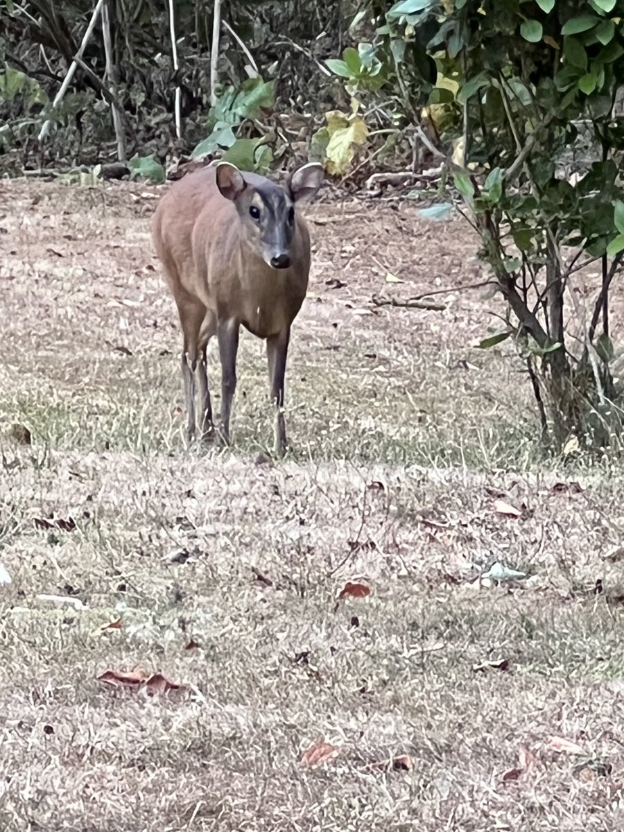 Deer in the garden tonight