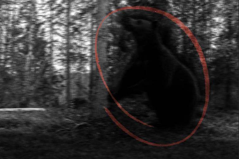 laughingplace's tweet photo. #Dollywood is set to reveal the findings of the #BearFiles created by Ned Oakley, and share with everyone what can soon be found near #WildwoodGrove at the park in a livestream set for tomorrow: https://t.co/4VjAL97q4X https://t.co/QSYNWkLTpy