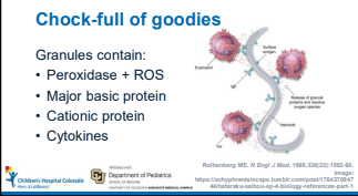 #VailPedsID2022 Up first: Eosinophilia evaluation with 
<a href="/COpedsID/">Colorado Pediatric Infectious Diseases</a>'s Dr. Juri Boguniewiecz. "Eosinophils are the [worm] butchers of the immune system" chopping up and breaking down helminths, "swarming them like ants on a dropped popsicle".