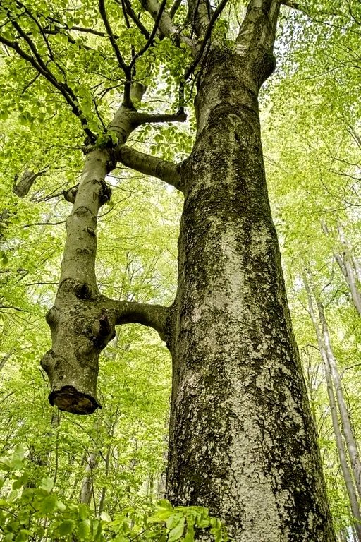 RatioScientiae's tweet photo. Inosculation in Nature and in Art #Inosculation #grafting Please click on the link: https://t.co/axEInQr7J4 https://t.co/8mX1ts4c7u