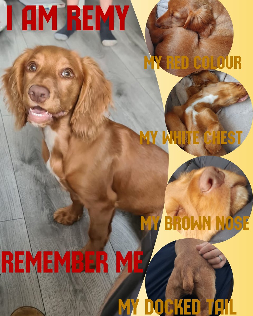 Mikhala57097898's tweet photo. #thespondonthree #teamremy https://t.co/zW58g7Q71I