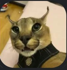 <a href="/Zyphru/">Zyphru</a> to Floppa, here we go! Fully agreed deal in place between Zyphru and Floppa for more than $20m. Personal terms have been agreed on and Zyphru's contract with Floppa will last until 2024. We are all looking forward to the future success that Zyphru will bring to Floppa!