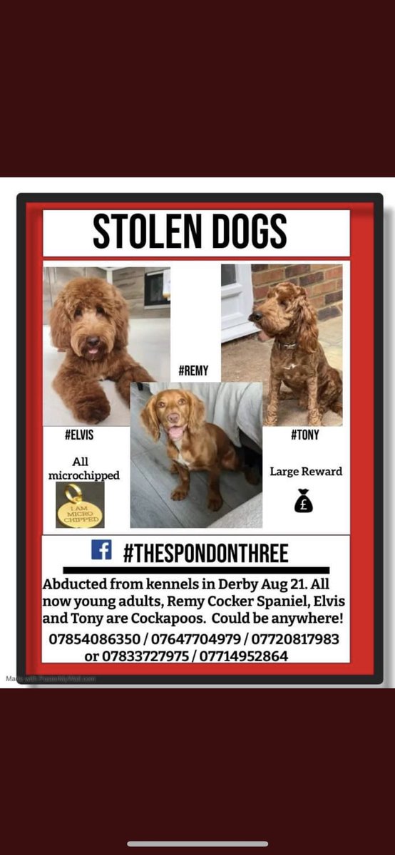 MelLord1990's tweet photo. #TheSpondon3    Please Help find these missing dogs cruelly stollen. 💔💔 https://t.co/PQhCkdR1mi