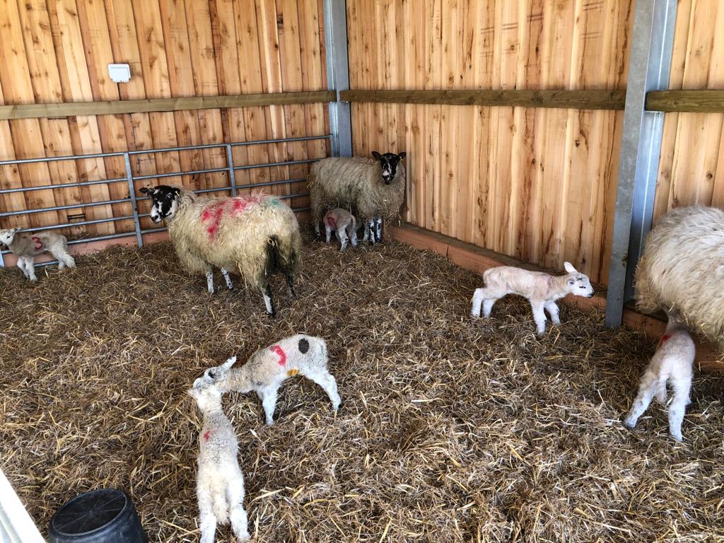 Here's our offering to mark #farm24 

Taken this Spring, here are James's sheep enjoying their newborns... And would you just look at that lovely timber lambing shed! 🤣
<a href="/Morrisons/">Morrisons</a> linnellbros.co.uk 
#britishfarming #backbritishfarming #farm365