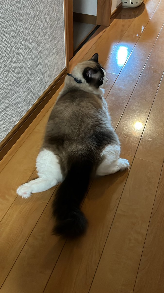 smore_rag_cat's tweet photo. きょうのおしりもかわいい https://t.co/l7Re41wY6S