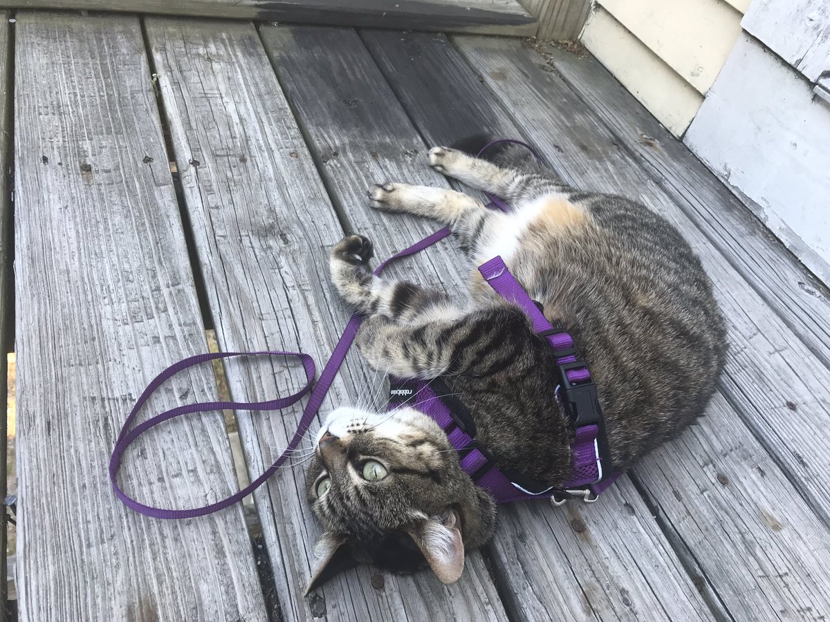 KamiAnya1's tweet photo. #DailyEclipse
While the heat turns out to be not great for me, my kitty enjoyed it—and all the pets she got outside—immensely https://t.co/hfUi09TbXg