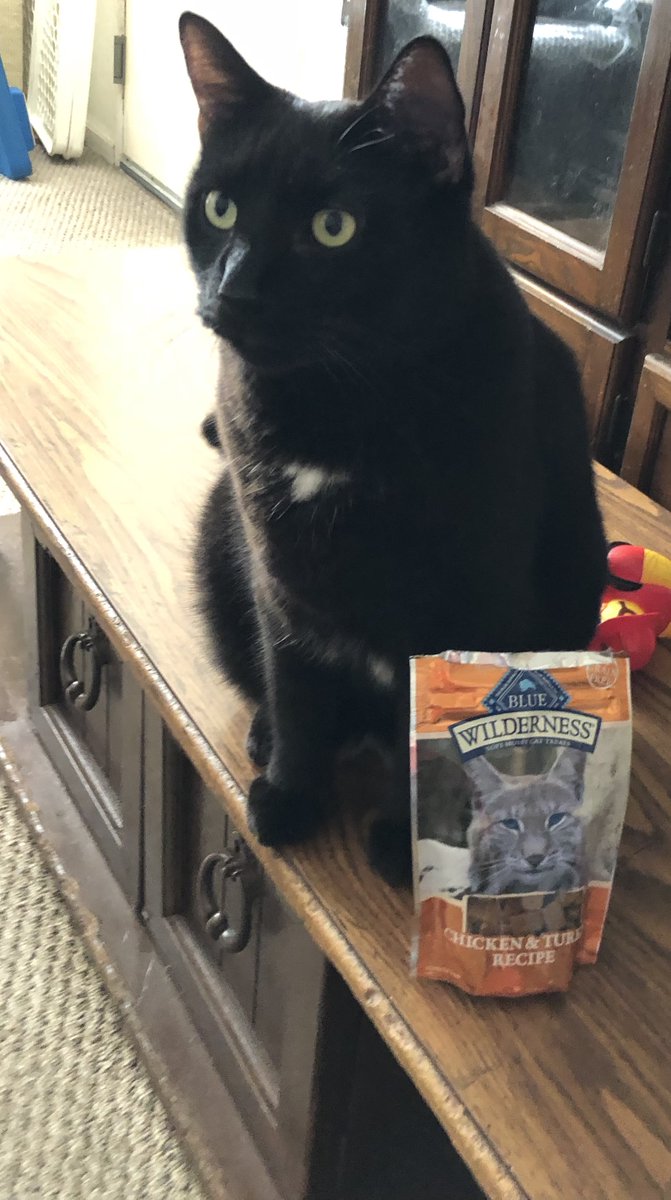 denisealicea's tweet photo. So happy to announce that I have completed my first children's picture book! I'll be looking for an illustrator, but it's in honor of my fur baby, Apollo who passed away 4 years ago. #childrensbooks #comingsoon #catpicturebook #scbwibird #scbwiillustrators https://t.co/o7ARsNcKyw