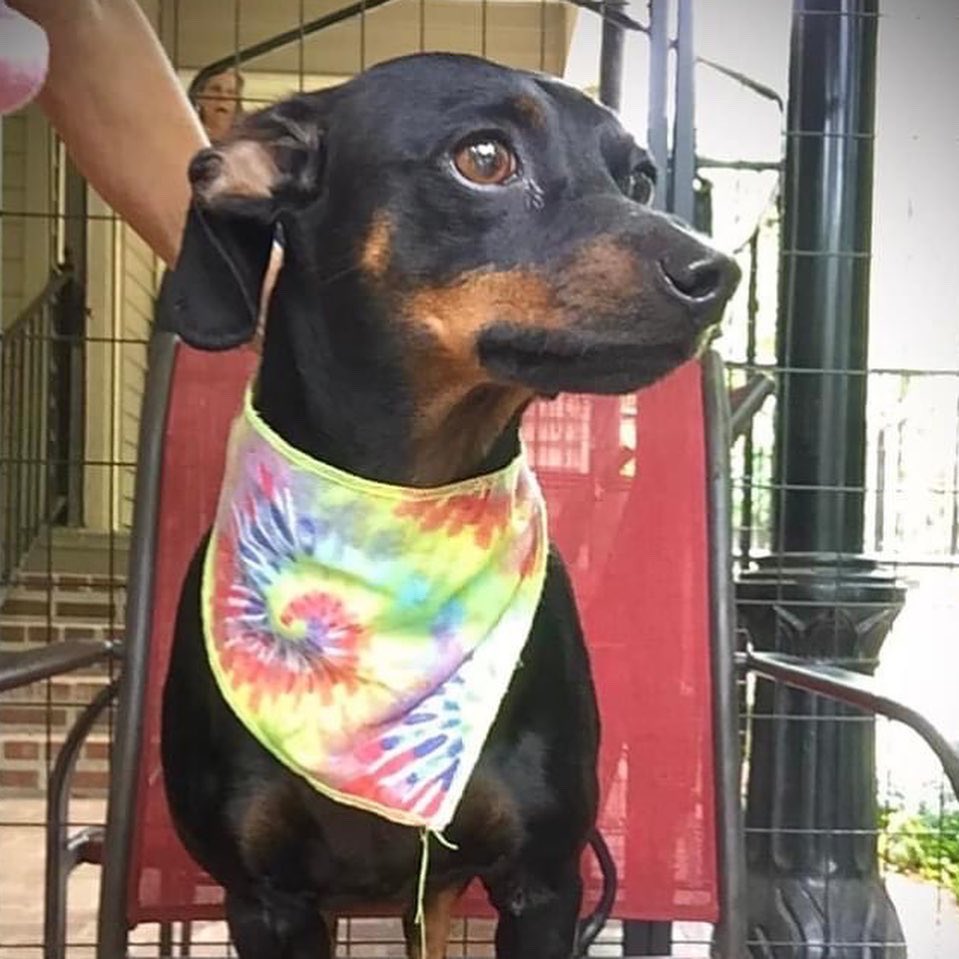 Friends of AnimalsBR tweet media