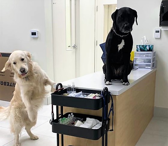 DrEllenKinzl's tweet photo. "I bet veterinarians and RVTs have the most well-behaved dogs. I mean, professionals know how to train their pets, right?"
.
And then there's Ronnie and Trixie.
.
#officedogs #hijinks #offthecounter #veterinarian #canarydistrict https://t.co/G13De7G30x