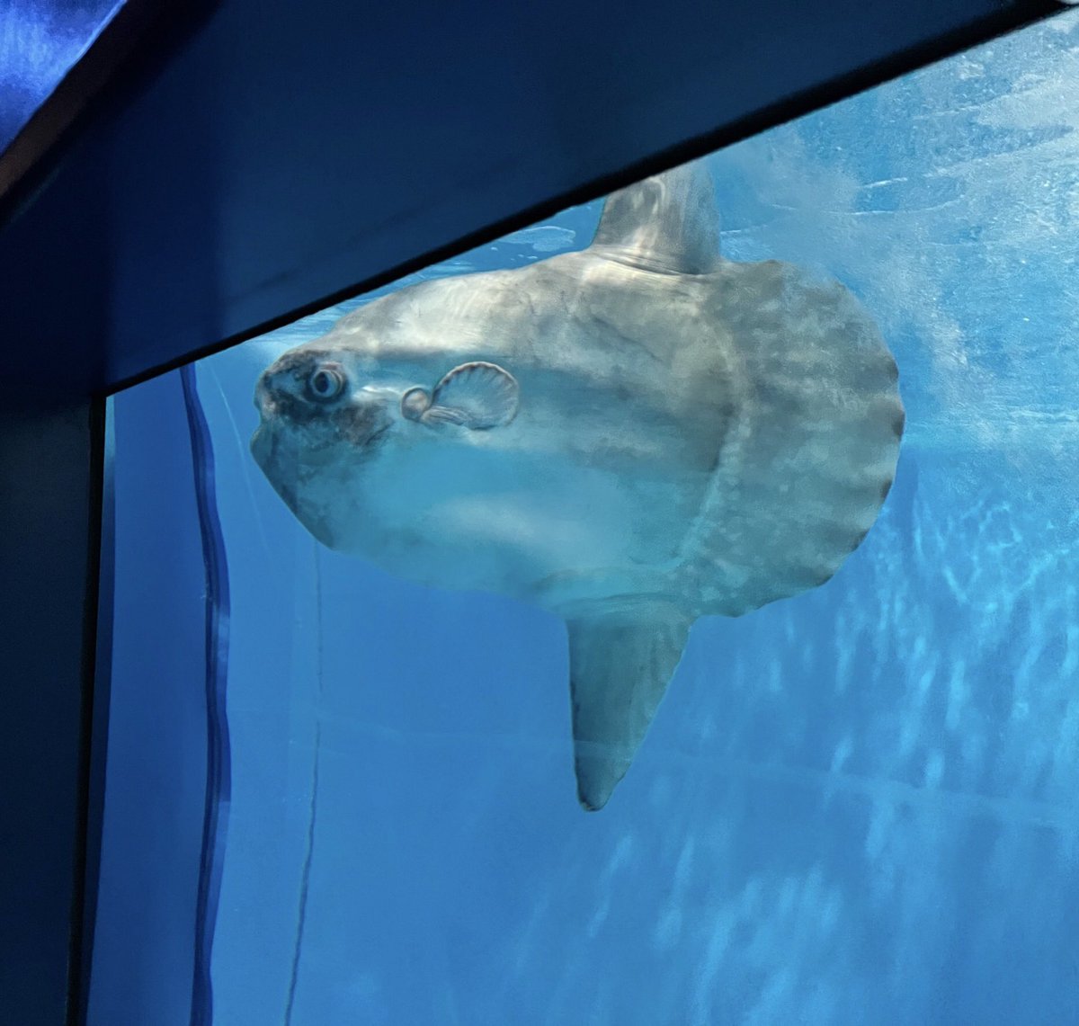 139マンボウ
(ご提供写真) https://t.co/wT9VWoAEbv