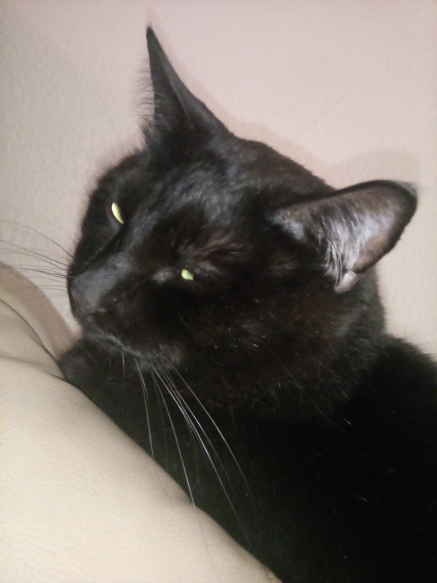 forkcatforkcat's tweet image. hav not posted in awhil..mmy nose rther large in this photo....