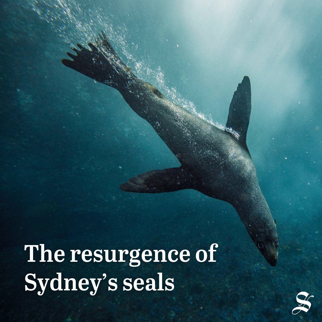 The Sydney Morning Herald (@smh) on Twitter photo Sydney is one of the world’s busiest harbours, but something is changing beneath the water’s surface. Read the incredible visual story by <a href="/angus_dalton/">Angus Dalton</a> mapping the resurgence of Sydney's seals here: bit.ly/3OUOdzu Sydney is one of the world’s busiest harbours, but something is changing beneath the water’s surface. Read the incredible visual story by <a href="/angus_dalton/">Angus Dalton</a> mapping the resurgence of Sydney's seals here: bit.ly/3OUOdzu