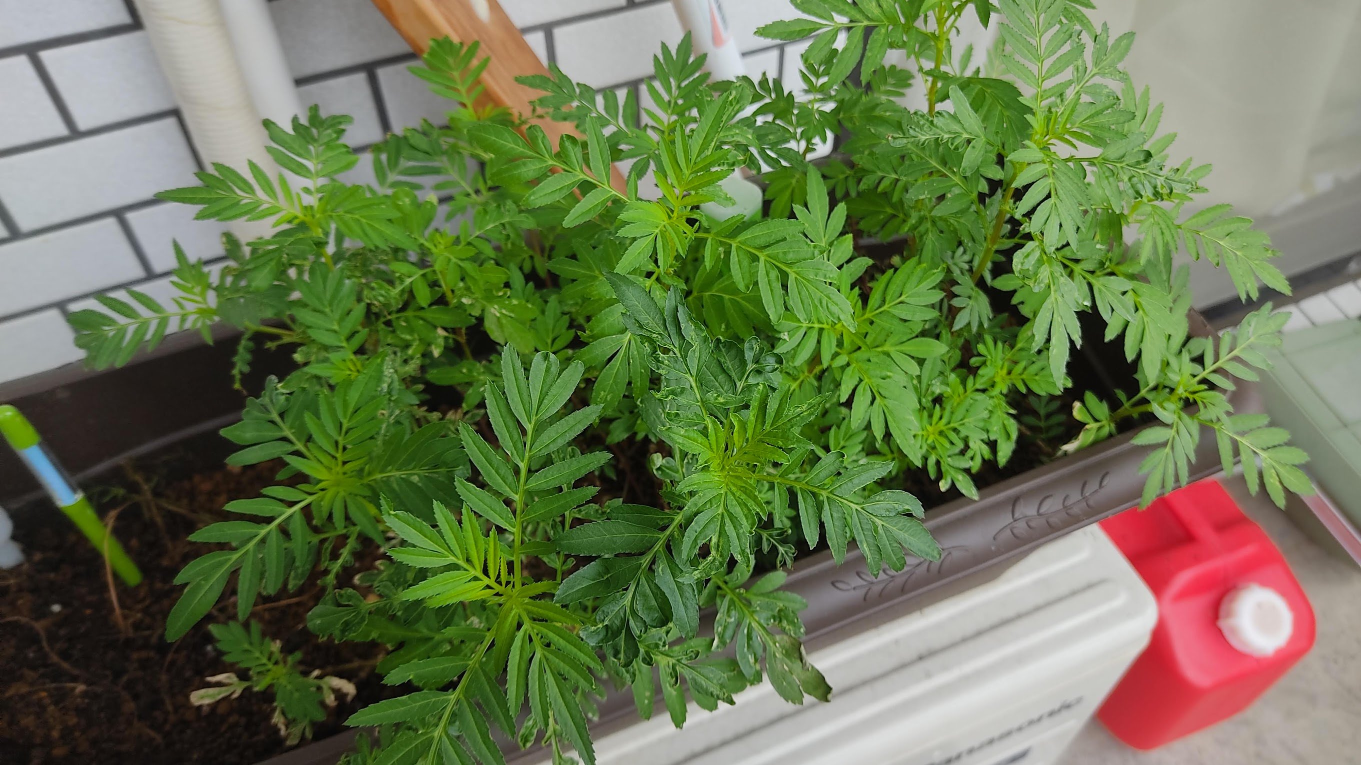 はかせ 図解占い師 79日目 原因はハダニという事がわかって薬剤を吹き付けてから めざましい回復をしています マリーゴールド日記 T Co Uiaesbas3p Twitter