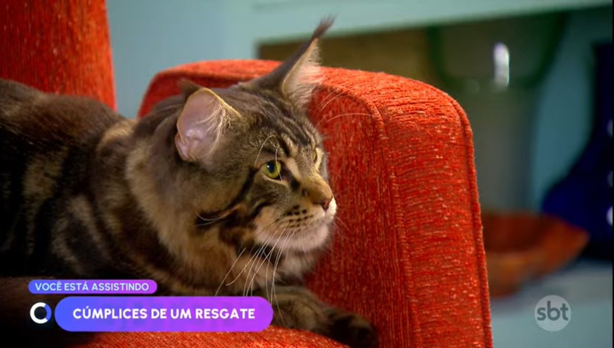 Bartolomeu só observando
#CumplicesDeUmResgate006
#C1R