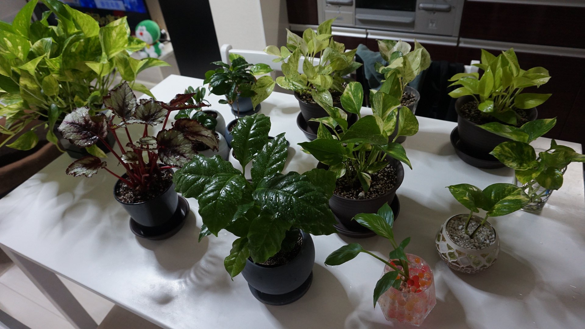 つむぎ 種から育ててたトルコキキョウついに花開いた 大根も小さいけど収穫出来たよ 観葉植物たちも元気そう ベランダ菜園 トルコキキョウ 観葉植物 緑ある暮らし T Co Gdrcq2wrlk Twitter