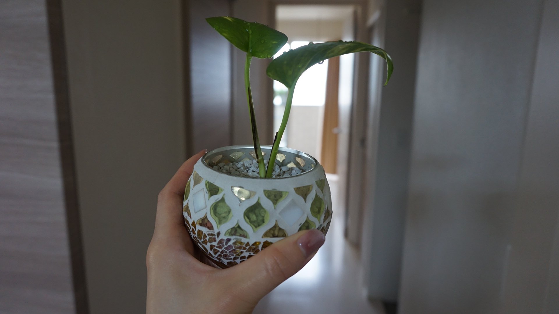 つむぎ 種から育ててたトルコキキョウついに花開いた 大根も小さいけど収穫出来たよ 観葉植物たちも元気そう ベランダ菜園 トルコキキョウ 観葉植物 緑ある暮らし T Co Gdrcq2wrlk Twitter