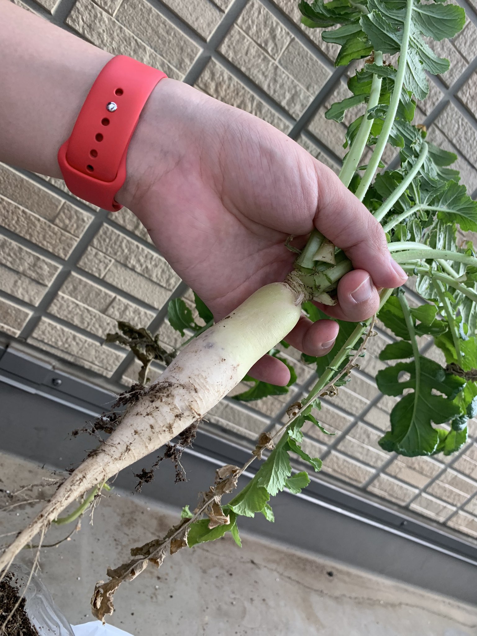 つむぎ 種から育ててたトルコキキョウついに花開いた 大根も小さいけど収穫出来たよ 観葉植物たちも元気そう ベランダ菜園 トルコキキョウ 観葉植物 緑ある暮らし T Co Gdrcq2wrlk Twitter