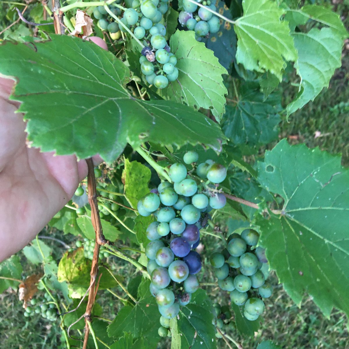 dailystem's tweet image. The wild grapes are ripening…
#GoOutside #BackyardScience