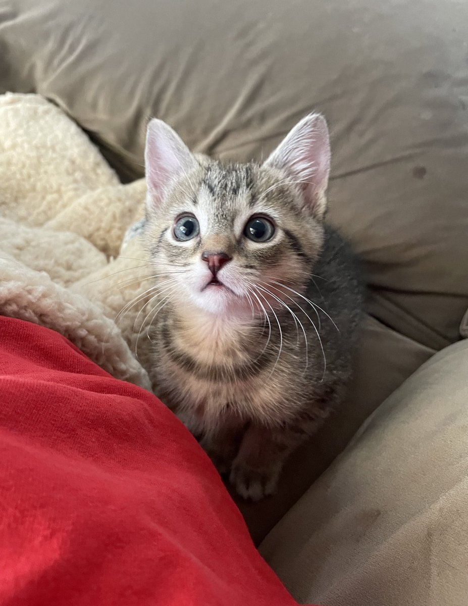 Friends of Bear Cat Rescue tweet media