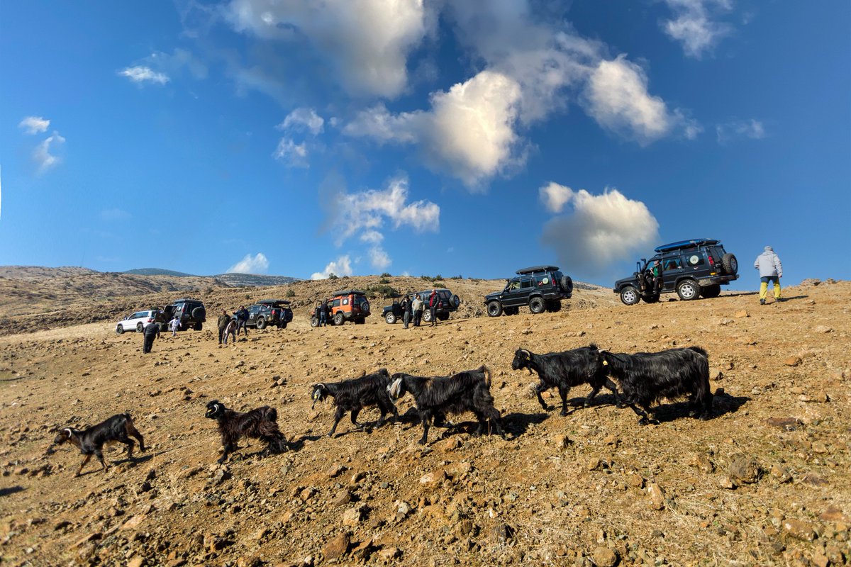 Good night goats and others..