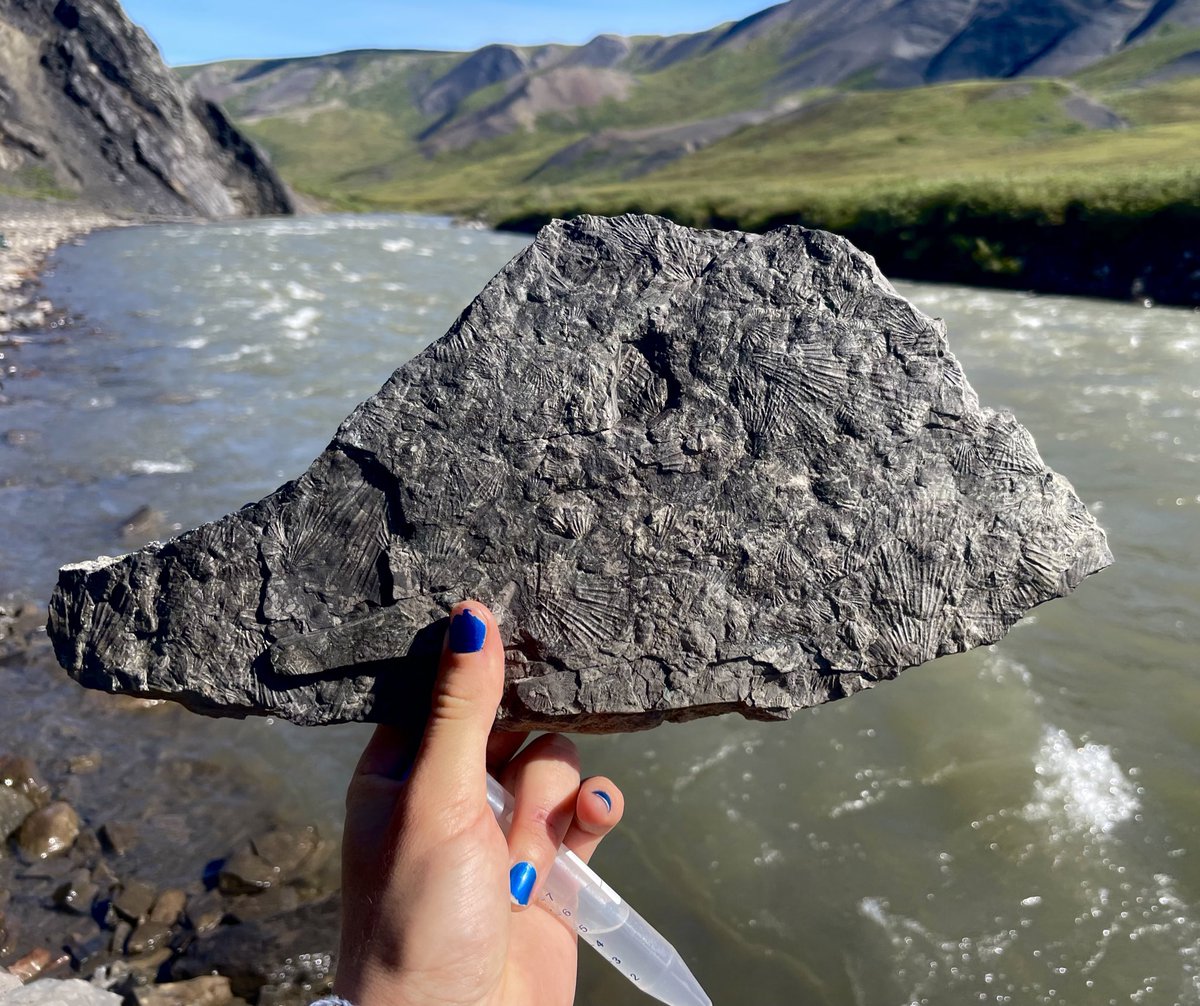 anna_eichert's tweet photo. Brachiopod fossil, the beginning of a thunderegg, and the Atigun River at the Arctic National Wildlife Refuge https://t.co/vV7Vlw9yZk