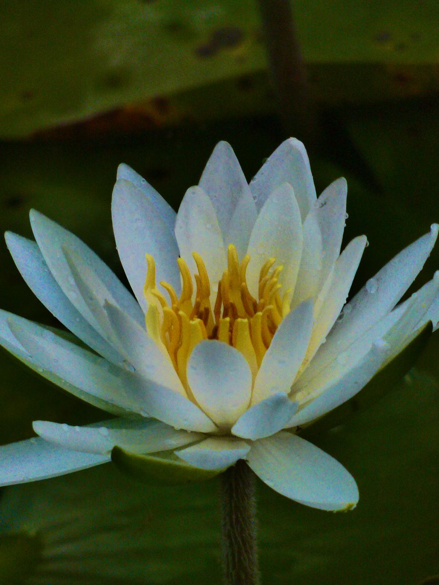 ron No Dm Promenade S Tweet おは戦ak 犬のいる生活 Goodmorningtwitterworld Wishing You A Peaceful Day For All 暑い日は休んでお昼寝 人間はどんなに偉くとも 人情に通ぜず 血と涙が無くては駄目だ 河井継之助