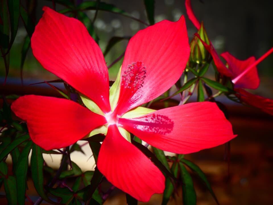 ron No Dm Promenade S Tweet おは戦ak 犬のいる生活 Goodmorningtwitterworld Wishing You A Peaceful Day For All 暑い日は休んでお昼寝 人間はどんなに偉くとも 人情に通ぜず 血と涙が無くては駄目だ 河井継之助