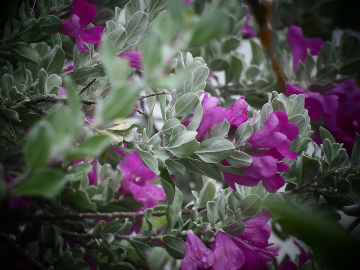 ron No Dm Promenade S Tweet おは戦ak 犬のいる生活 Goodmorningtwitterworld Wishing You A Peaceful Day For All 暑い日は休んでお昼寝 人間はどんなに偉くとも 人情に通ぜず 血と涙が無くては駄目だ 河井継之助