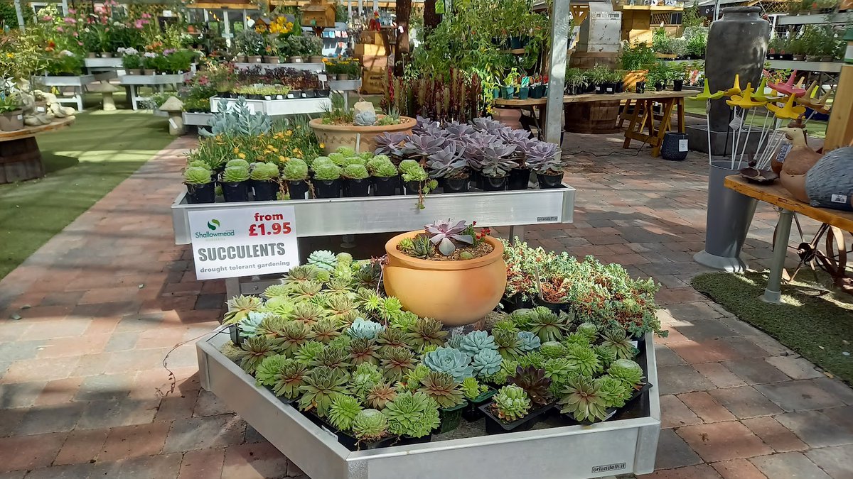 shallowmead's tweet photo. Succulents are great for a variety of uses. Adapted to arid climates, succulents can cope with limited watering whether it be in the house or in the garden. #drought #SucculentJack #summergardens https://t.co/j8IDqFrGA2