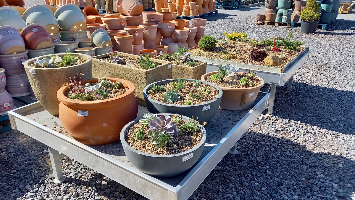shallowmead's tweet photo. Succulents are great for a variety of uses. Adapted to arid climates, succulents can cope with limited watering whether it be in the house or in the garden. #drought #SucculentJack #summergardens https://t.co/j8IDqFrGA2