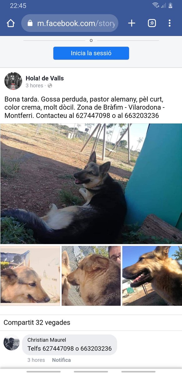 Ajuda si us plau, gosseta perduda zona Bràfim, Vilarodona,Montferri🙏sort!