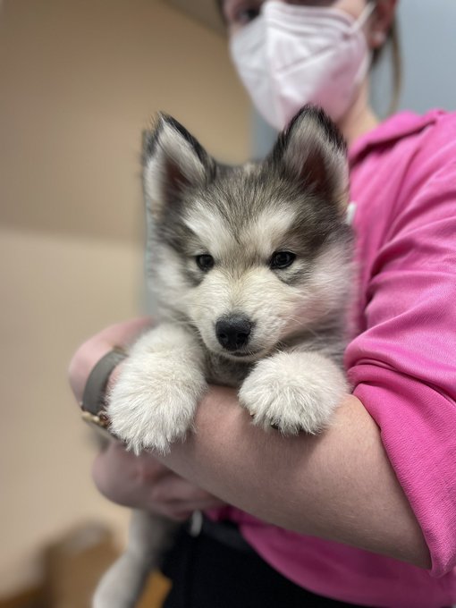 ポンスキーがかわいそう 失敗と言われる理由は ヤバい交配方法から販売までを調査 ワンコと一緒にハッピーライフ