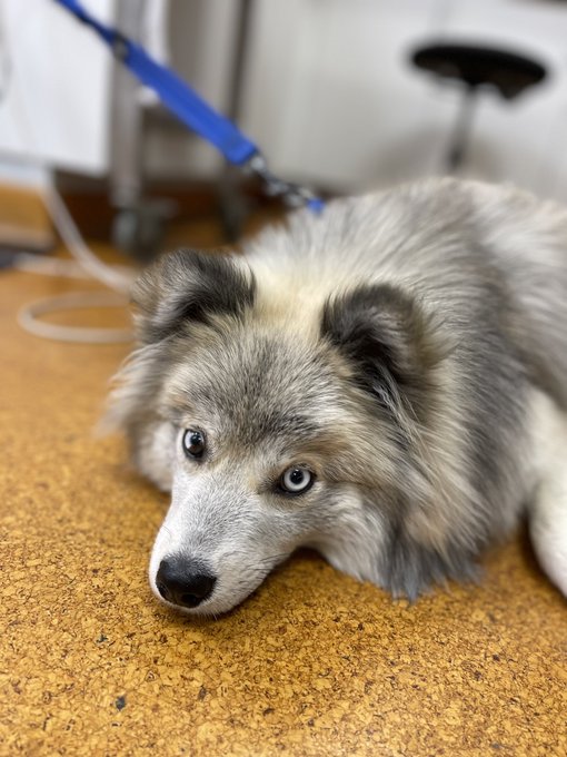 ポンスキーがかわいそう 失敗と言われる理由は ヤバい交配方法から販売までを調査 ワンコと一緒にハッピーライフ