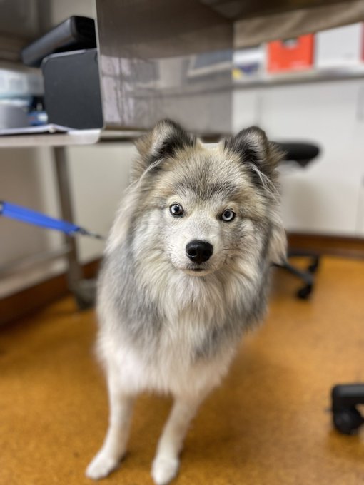 ポンスキーがかわいそう 失敗と言われる理由は ヤバい交配方法から販売までを調査 ワンコと一緒にハッピーライフ