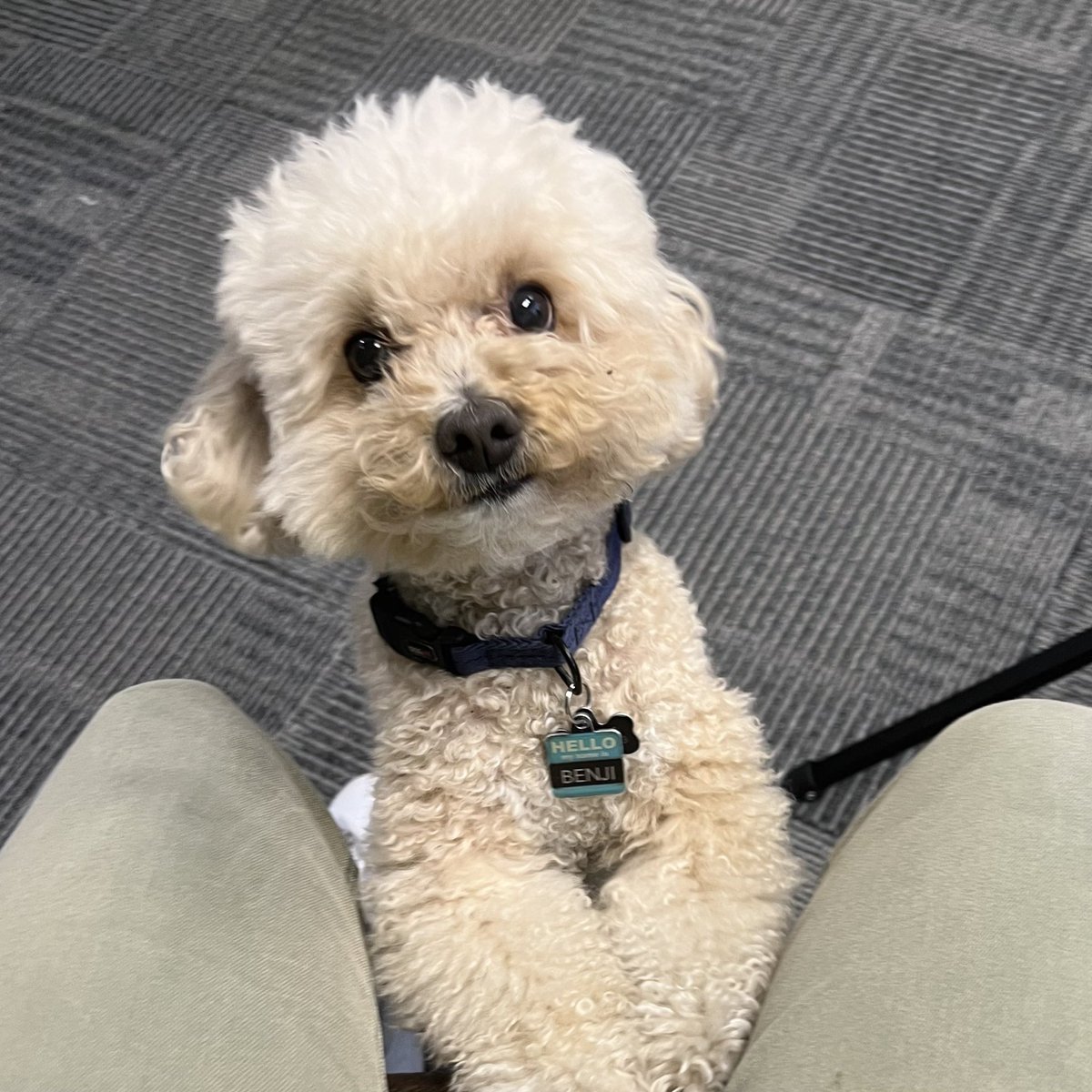 Dogs4FL27's tweet photo. Hello fwends 🐾 Happy Friday junior from #Dogs4Annette! Who’s ready for some weekend door knocking (best excuse for a walk 🦮)

Join me! https://t.co/MEnyjQRscl https://t.co/GATTBLKYlh