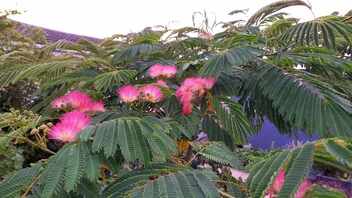 shallowmead's tweet photo. Albizia are superb trees with a tropical appearance although leaves are somewhat slow to appear in the spring. Its often considered to be the hardiest tree with fern like leaves. #albizia https://t.co/GYaDqC2760