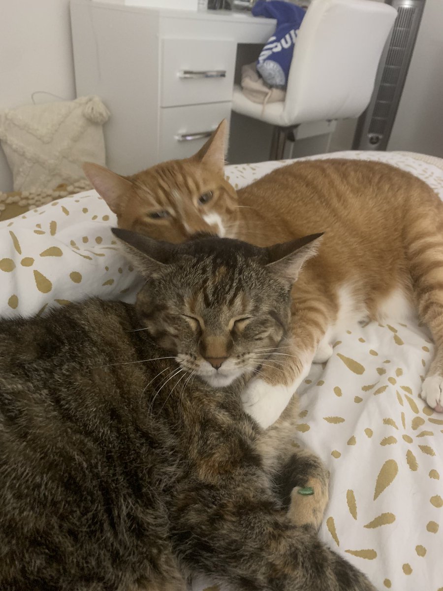 kuathekitty's tweet photo. som Tim’s it is nise to cudol wif min bother :) https://t.co/KIMVyVU6w2