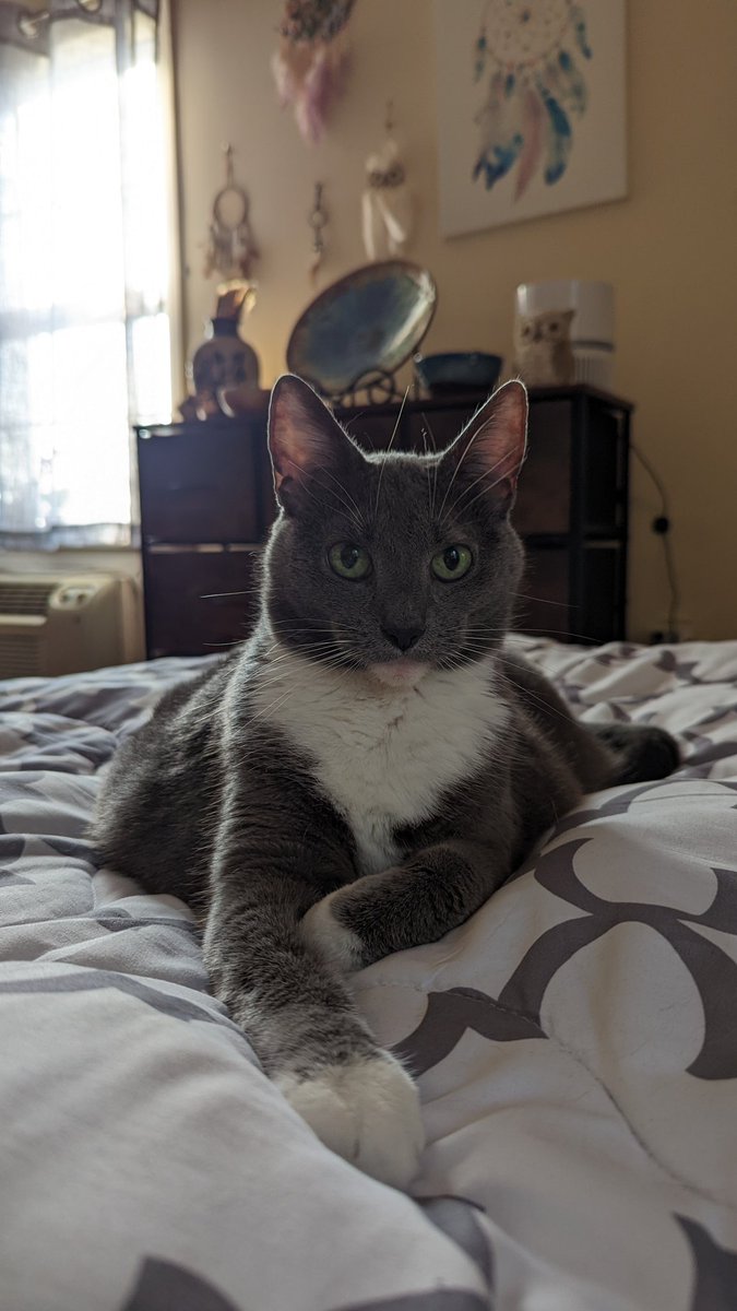 LilOlive15's tweet photo. @catsofinstagram #twitterweek https://t.co/m2VxsbrQlb